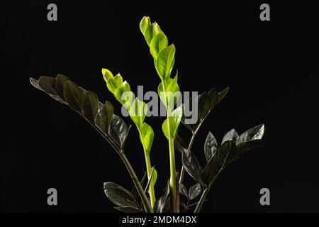 Les nouvelles feuilles de vert clair de Zamioculcas noir Zamiifolia Raven au-dessus de fond noir. ZZ croissance de la plante Banque D'Images