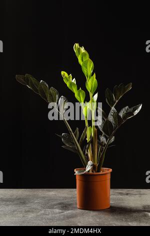 Les nouvelles feuilles de vert clair de Zamioculcas noir Zamiifolia Raven au-dessus de fond noir. ZZ croissance de la plante Banque D'Images