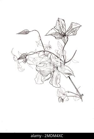 Croquis noir et blanc de fleurs et de feuilles de clématis. Banque D'Images