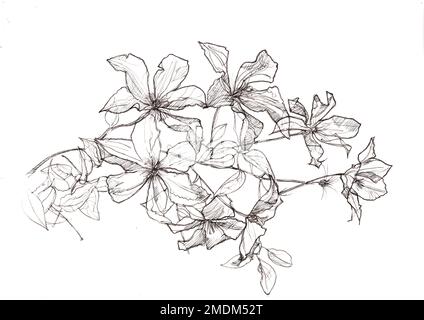 Crayon noir et blanc croquis clematis fleurs et feuilles. Banque D'Images