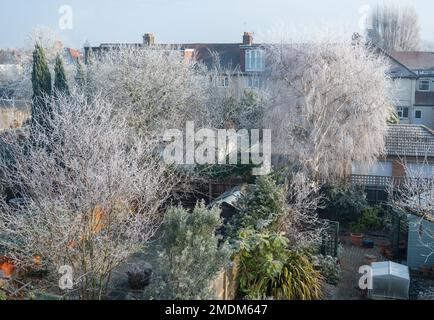 Wimbledon, Londres, Royaume-Uni. 23 janvier 2023. Les arbres des jardins de banlieue sont couverts de givre blanc après une nuit froide et brumeuse à Londres. Crédit : Malcolm Park/Alay Live News Banque D'Images