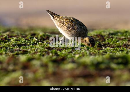 Le pillage d'or du Pacifique se forge sur le rocher. Oiseau d'eau. Banque D'Images