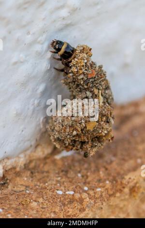 Apterona helicoidella, Snail-case Bagworm Moth Banque D'Images