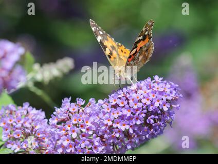 La Dame peinte papillon se nourrissant sur Buddleja Lochinch Banque D'Images