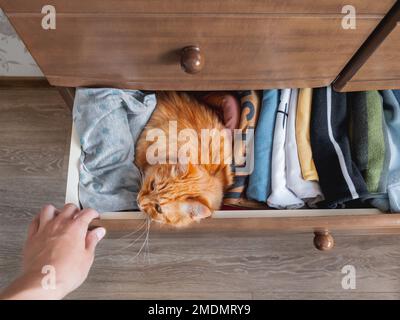 Vue de dessus sur chat de gingembre dormant dans la commode. L'animal de compagnie moelleux a un repos parmi les vêtements pliés. Animal domestique dans la chambre. Banque D'Images