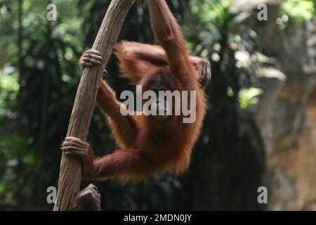 accroché à un tronc d'arbre Banque D'Images