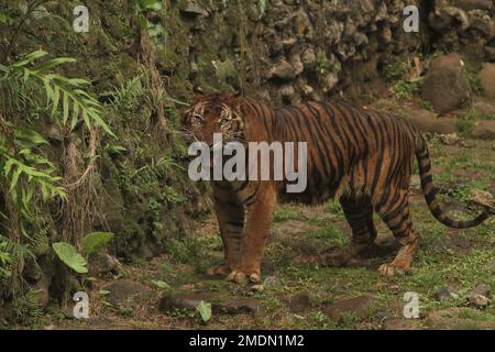 Portrait d'un tigre de Sumatra debout sur les rochers Banque D'Images