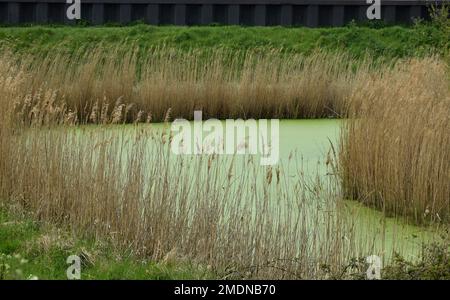 ruisseau recouvert d'algues vertes Banque D'Images