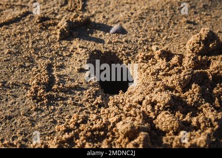 Trou dans le sable, gros plan. Fait de crabe bubbler de sable sur la plage de long Koh Lanta, Krabi, Thaïlande. Banque D'Images