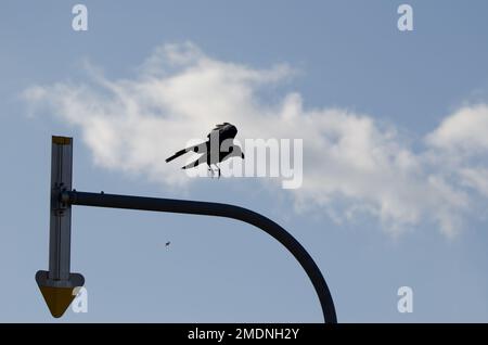 Corbeau à gros bec Corvus macrorhynchos japonensis d'un panneau routier. Kiyosato. Sous-préfecture d'Okhotsk. Hokkaido. Japon. Banque D'Images