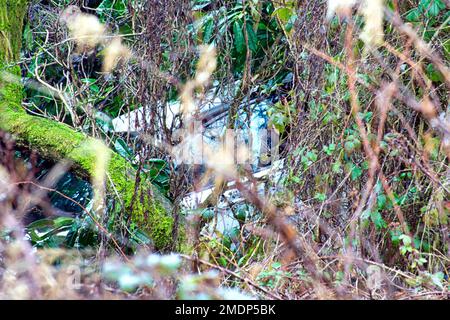 Glasgow, Écosse, Royaume-Uni 23 janvier 2023. Van plante à travers le fil de terrain de sport et dans le côté du Forth et du canal de clyde à Blairdardie sur la grande route occidentale. Le mur de fils et les poteaux en béton déchirés ont été intersectés par des voies de train dans le doux terrain de football crédit Gerard Ferry/Alamy Live News Banque D'Images