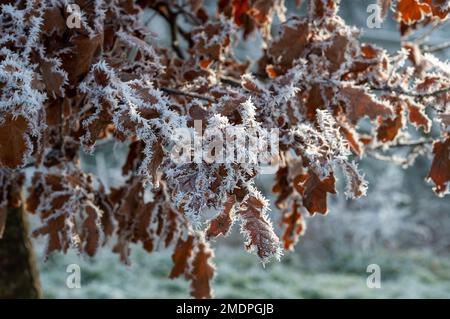 Eton, Windsor, Berkshire, Royaume-Uni. 23rd janvier 2023. Givre sur les feuilles d'un chêne. Après une autre nuit de températures glaciales, il y avait un givre étincelant qui couvrait les plantes, les arbres et les champs à Eton ce matin. Crédit : Maureen McLean/Alay Live News Banque D'Images