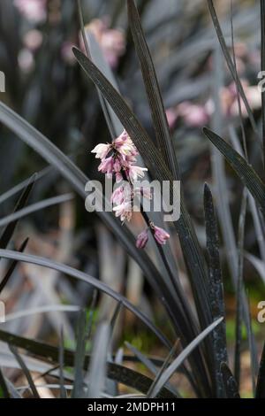 Ophiopogon planiscapus nigrescens, mondo noir, mondo herbe Kokuryu, Ophiopogon planiscapus Nigra, vivace à feuilles persistantes, Racames de petit débit de purplish Banque D'Images