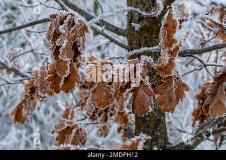 Eton, Windsor, Berkshire, Royaume-Uni. 23rd janvier 2023. Givre sur les feuilles d'un chêne. Après une autre nuit de températures glaciales, il y avait un givre étincelant qui couvrait les plantes, les arbres et les champs à Eton ce matin. Crédit : Maureen McLean/Alay Live News Banque D'Images