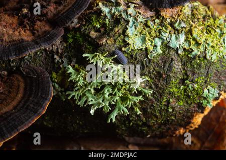 Lichen - Parmotrema reticulatum croissant sur le log tombé. Banque D'Images