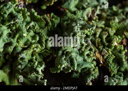 Lichen - Parmotrema reticulatum croissant sur le log tombé. Banque D'Images