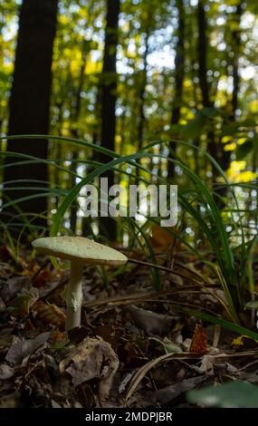 Un gros plan d'Amanita citrina, fausse calotte de mort ou citronne amanita . Banque D'Images