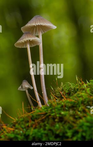 Le champignon Mycena galopus pousse sur de la mousse verte dans la forêt. Banque D'Images