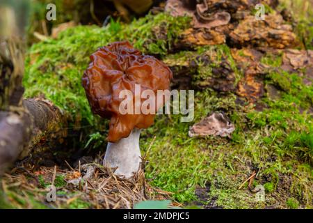 Gyromitra esculenta fausse morelle, cerveau de veau, champignon de nez de bœuf dans la forêt. Champignons de printemps. Mise au point sélective. Banque D'Images