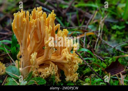 Gros plan de Ramaria Flava, champignons de corail jaune qui poussent dans la forêt. Champignons sauvages poussant dans la forêt, Ukraine. Banque D'Images