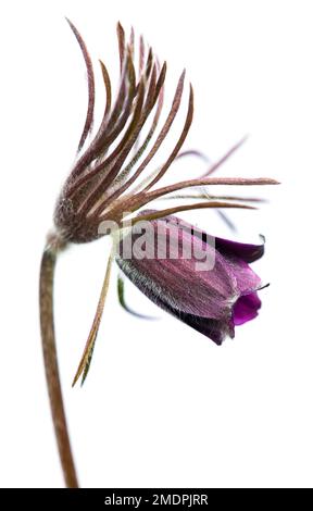 Pasqueflower. Belle fleur de petite fleur de pasque ou de paqueflower sur la prairie à fleurs en latin Pulsatilla pratensis isolé sur fond blanc Banque D'Images