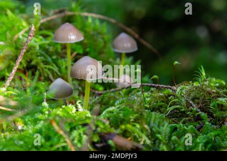 Le champignon Mycena galopus pousse sur de la mousse verte dans la forêt. Banque D'Images