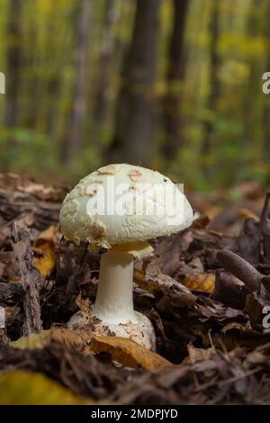 Champignon incomestible Amanita citrina dans la forêt. Connu sous le nom de fausse calotte de mort ou citron Amanita. Banque D'Images