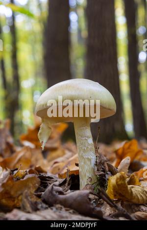 Un gros plan d'Amanita citrina, fausse calotte de mort ou citronne amanita . Banque D'Images