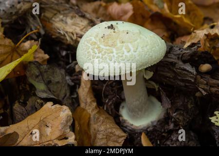 Un gros plan d'Amanita citrina, fausse calotte de mort ou citronne amanita . Banque D'Images