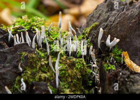 Le champignon litte étonnant ressemble à des branches avec des gouttes de rosée - xylaria hypoxylon. Banque D'Images