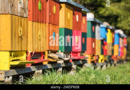 Rangée de ruches en bois colorées ou ruches d'abeilles, production de miel, abeille en latin Apis mellifera Banque D'Images