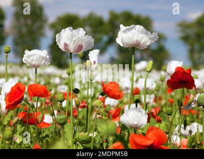 Champ de pavot à opium à fleurs blanches en latin papaver somniferum, champ de pavot avec des coquelicots rouges, le pavot blanc de couleur est cultivé en République tchèque pour Banque D'Images