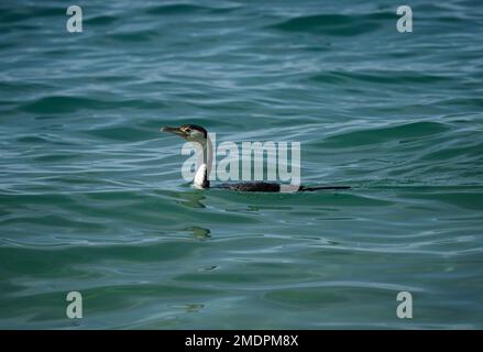 Oiseau cormoran noir et blanc de cerf à pied australien nageant dans l'eau de mer bleu de l'océan pacifique au parc national d'Abel Tasman South Island Nouvelle-Zélande Banque D'Images