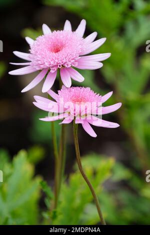 Argyranthemum Vancouver, Marguerite Vancouver, Argyranthemum frutescens Vancouver, sous-arbuste à feuilles persistantes, fleurs aux pétales extérieurs rose pâle, double da Banque D'Images