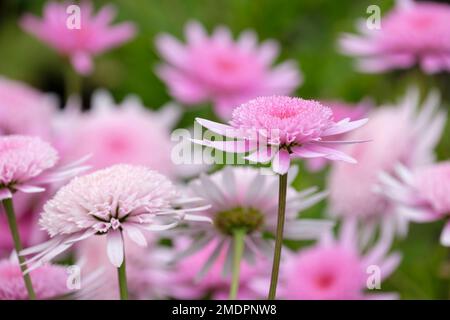 Argyranthemum Vancouver, Marguerite Vancouver, Argyranthemum frutescens Vancouver, sous-arbuste à feuilles persistantes, fleurs aux pétales extérieurs rose pâle, double da Banque D'Images