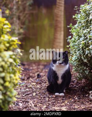 Chat errant posé dans mon jardin Banque D'Images