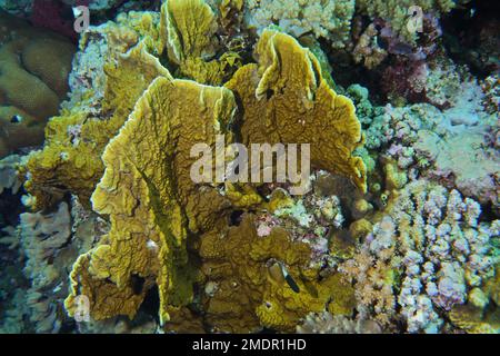 Corail de limon (Millepora platyphylla), site de plongée du récif d'Elphinstone, Égypte, Mer Rouge Banque D'Images