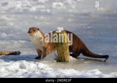 Loutre européen (Lutra lutra) à l'étang gelé, piscine, en hiver, Brandebourg, Allemagne Banque D'Images