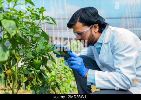 agro-scientifique vérifiant la croissance des légumes ou des fourmis en prenant des photos sur téléphone mobile à la serre - concept de la recherche, de l'analyse et de la biotechnologie. Banque D'Images