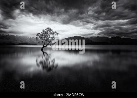 Image en noir et blanc de l'arbre de Wanaka silhoueted contre le lever du soleil et reflétée dans l'eau de miroir calme alors que l'aube se brise au-dessus du lac Wananka dans le SO Banque D'Images