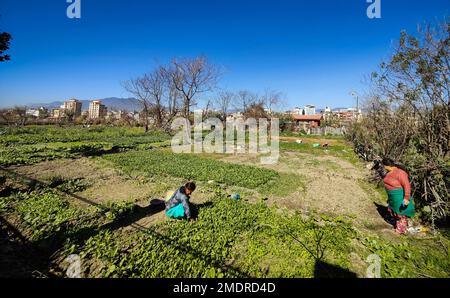 Katmandou, Bagmati, Népal. 23rd janvier 2023. Les agriculteurs travaillent dans un champ situé sur la rive de la rivière Bagmati à Katmandou, au Népal, sur 23 janvier 2023. Les rizières ouvertes de Nowdays ne sont pas visibles dans les logements peuplés autour de la capitale. (Credit image: © Sunil Sharma/ZUMA Press Wire) USAGE ÉDITORIAL SEULEMENT! Non destiné À un usage commercial ! Banque D'Images