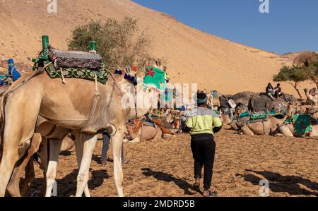 ASSOUAN, ÉGYPTE - 29 décembre 2022. Paysage traditionnel de village égyptien avec enfant méconnaissable avec chameaux dans le désert Banque D'Images