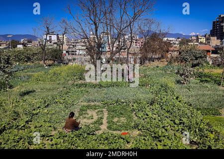 Katmandou, Bagmati, Népal. 23rd janvier 2023. Un agriculteur travaille dans un champ situé sur la rive de la rivière Bagmati à Katmandou, au Népal, sur 23 janvier 2023. Les rizières ouvertes de Nowdays ne sont pas visibles dans les logements peuplés autour de la capitale. (Credit image: © Sunil Sharma/ZUMA Press Wire) USAGE ÉDITORIAL SEULEMENT! Non destiné À un usage commercial ! Banque D'Images