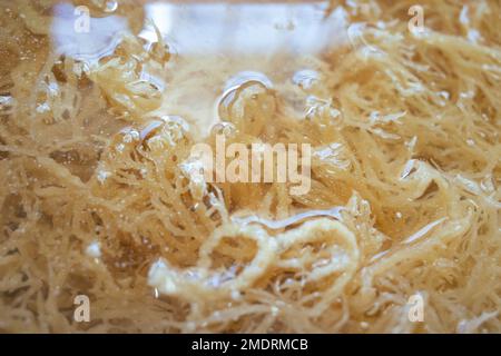 Nid d'oiseau de mer ou algues Eucheuma Cottonii étant nettoyées avec de l'eau à l'intérieur d'un récipient. Il est utilisé comme médecine traditionnelle chinoise pour améliorer la co joint Banque D'Images