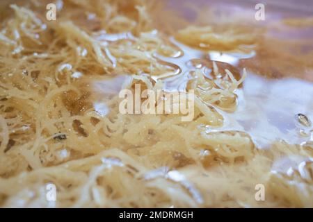 Nid d'oiseau de mer ou algues Eucheuma Cottonii étant nettoyées avec de l'eau à l'intérieur d'un récipient. Il est utilisé comme médecine traditionnelle chinoise pour améliorer la co joint Banque D'Images