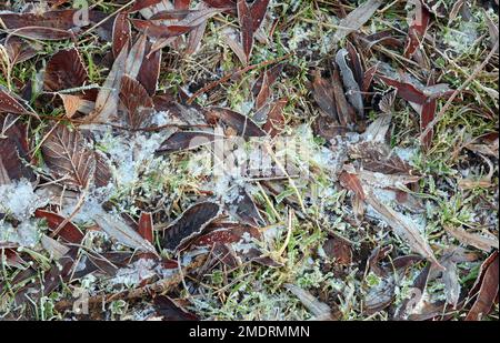 Givrer les feuilles sur l'herbe en hiver. Banque D'Images