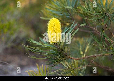 une fleur de banksia à chandelier jaune parmi les feuilles dentelées vertes Banque D'Images