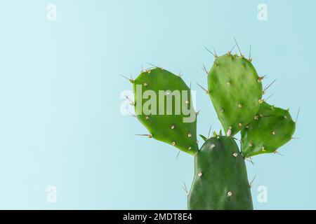 Toile de fond minimale avec cactus verts sur fond bleu vif. Banque D'Images