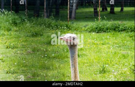 La tête d'un autruche avec un long cou avec des yeux fermés contre le fond de l'herbe verte. Gros plan Banque D'Images