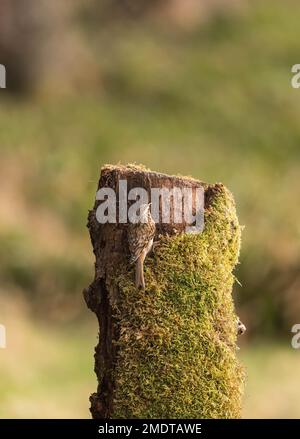 Treecreeper (Certhia familiaris) recherche des insectes de la mousse sur une souche d'arbre ancien. Perthshire Ecosse Royaume-Uni. Mars 2022 Banque D'Images